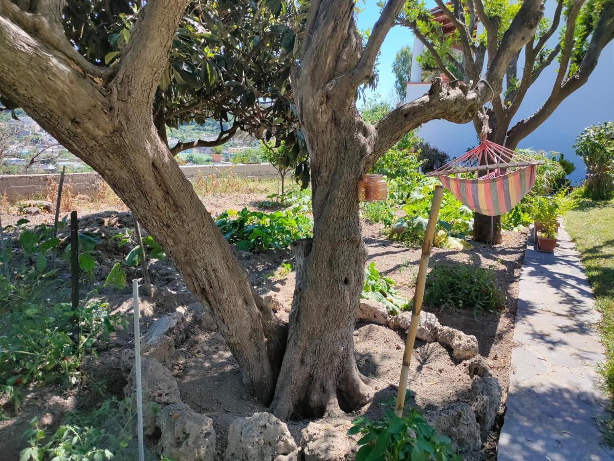 Il Giardino Apartment Barano dʼIschia Exterior foto